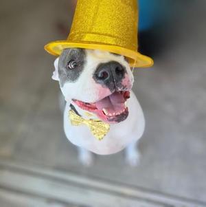 Luna, American Bulldog, adult, available for adoption