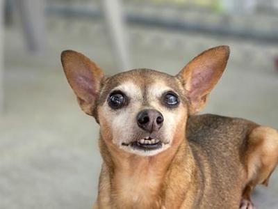 a small brown dog with large ears and big eyes looking up