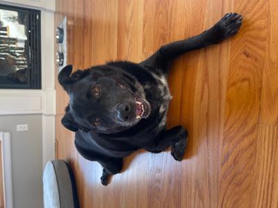 Ebony - Available in Foster, Australian Cattle Dog Mix, adult, available for adoption