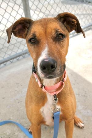 Yuna - Available in Foster, Mixed Breed, adult, available for adoption