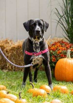 Cocoa Chanel - Available in Fo, Mixed Breed, adult, available for adoption