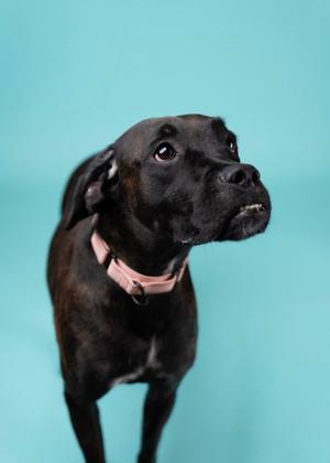 A black dog with a pink collar standing against a blue background.
