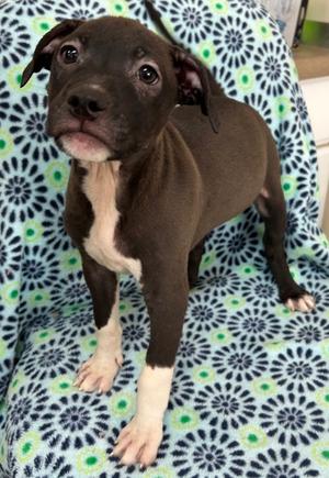 Star Fish - Available in Foste, Mixed Breed, puppy, available for adoption