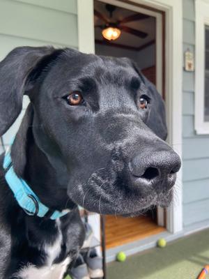Anakin - Available in Foster, Great Dane Mix, young, available for adoption
