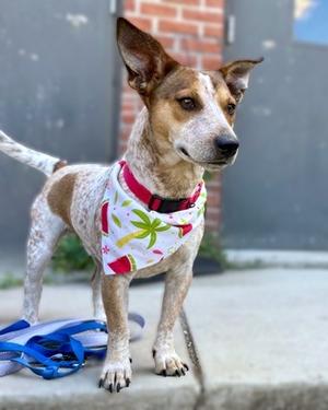 Pepperoni - Available in Foste, Jack (Parson) Russell Terrier Mix, adult, available for adoption