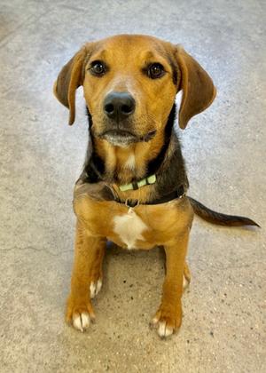 Duck - Available in Foster, English Coonhound (Redtick Coonhound) Mix, young, available for adoption