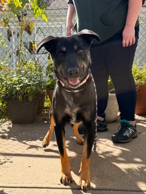 Boone - Available in Foster, German Shepherd Dog Mix, adult, available for adoption