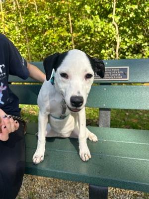 Agnes - Available in Foster, Labrador Retriever Mix, puppy, available for adoption