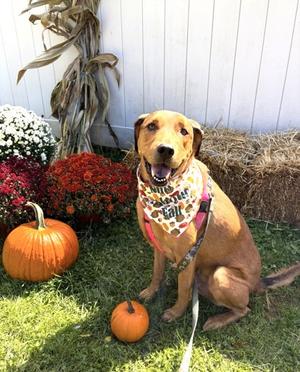 Dexter - Available in Foster, Mixed Breed, senior, available for adoption