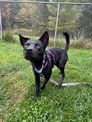 Buzz - Available in Foster, Mixed Breed, young, available for adoption