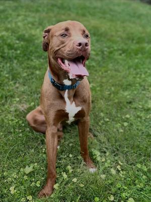 A brown dog with a white patch on its chest sitting on grass, wearing a blue collar.
