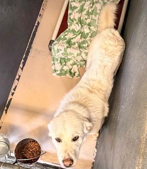 Flurry, Great Pyrenees, young, available for adoption