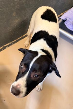 Noodle, Hound/Jack Russell Terrier, adult, available for adoption