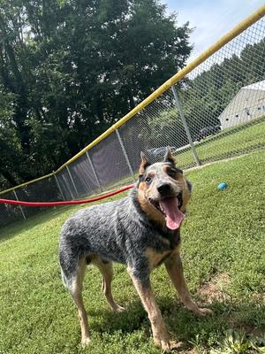Zeek, Cattle Dog, adult, available for adoption