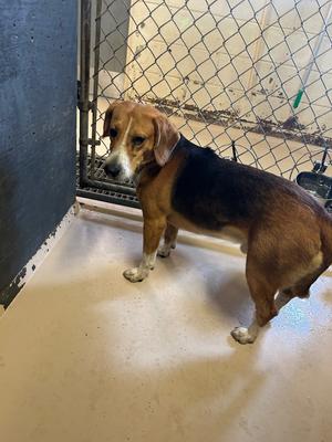 Bently, Beagle/Hound, adult, available for adoption