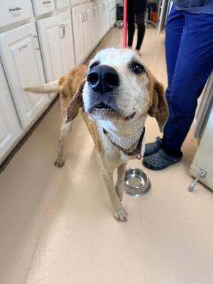 String Bean, Hound, senior, available for adoption