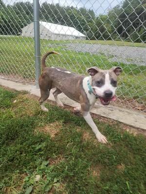 Blue Bell, Terrier, young, available for adoption