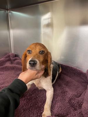 Candy, Beagle, adult, available for adoption