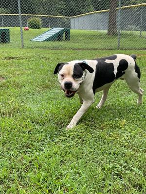 Buck, American Bulldog, adult, available for adoption