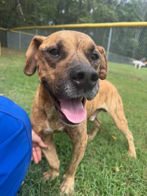Monte, Terrier, senior, available for adoption