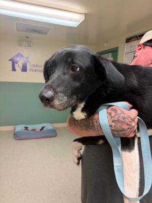 Libby, Border Collie/Labrador Retriever, adult, available for adoption