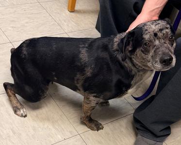 Phoebe, Cattle Dog/Mixed Breed, adult, available for adoption