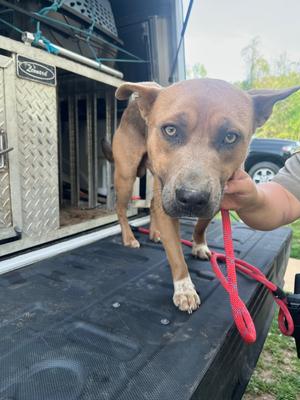 Walnut, Cattle Dog/Pit Bull Terrier, young, available for adoption