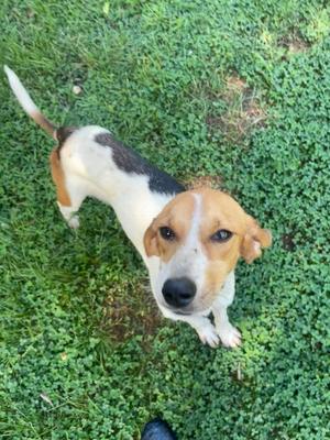 Cassie, Hound, adult, available for adoption