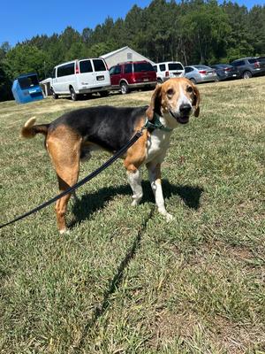 Lego, Hound, adult, available for adoption