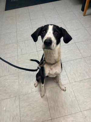 Dahlia, Hound, adult, available for adoption