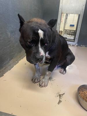 Joshua, Pit Bull Terrier, adult, available for adoption