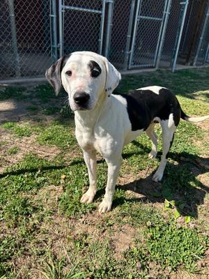 Fiona, Pit Bull Terrier, adult, available for adoption