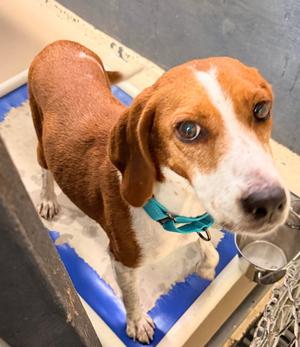 Egg roll, Hound, senior, available for adoption