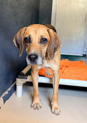 Nacho, Hound, senior, available for adoption
