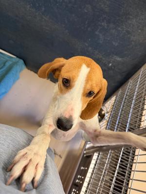 Tuna, Hound, adult, available for adoption
