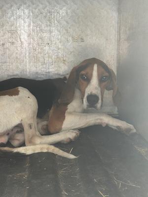 Cowboy, Hound, adult, available for adoption