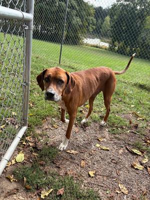 Rain, Hound, senior, available for adoption