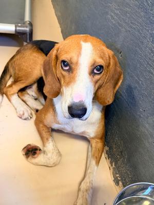 Chad, Hound, adult, available for adoption