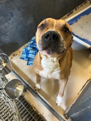 Scooter, Pit Bull Terrier, adult, available for adoption