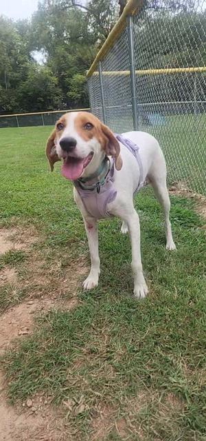 A happy dog standing on grass with a chain-link fence in the background.
