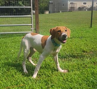 Cookie, Foxhound, young, available for adoption