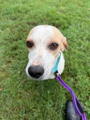 Doe, Hound, adult, available for adoption