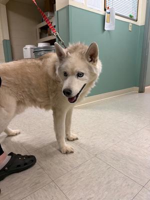 A light-colored dog with blue eyes and a black nose is standing on a tiled floor. The dog is wearing a red leash and appears to be in a veterinary clinic or similar setting. The background includes a green wall and some medical equipment.