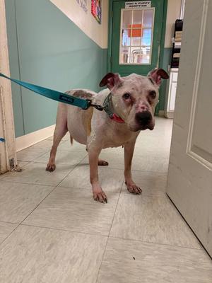 A dog with a white and brown coat, wearing a blue leash, standing on a tiled floor in a hallway.