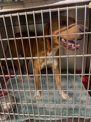 Puzzle, Hound, adult, available for adoption