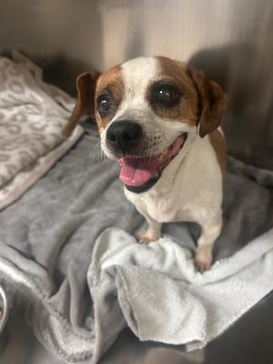 Moo Moo, Beagle/Shih Tzu, adult, available for adoption