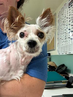 Charlie, Yorkshire Terrier Yorkie/West Highland White Terrier Westie, adult, available for adoption
