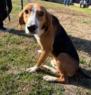 Bark Wahlberg, Hound, adult, available for adoption