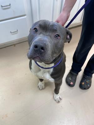 Brutus, Bully, adult, available for adoption