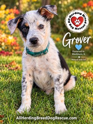 Grover, Cattle Dog, puppy, available for adoption